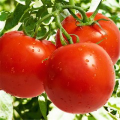 西红柿 番茄 /斤