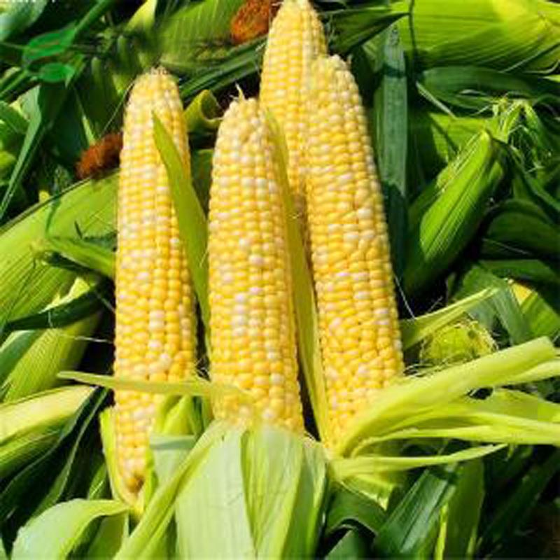 玉米1.67.jpg